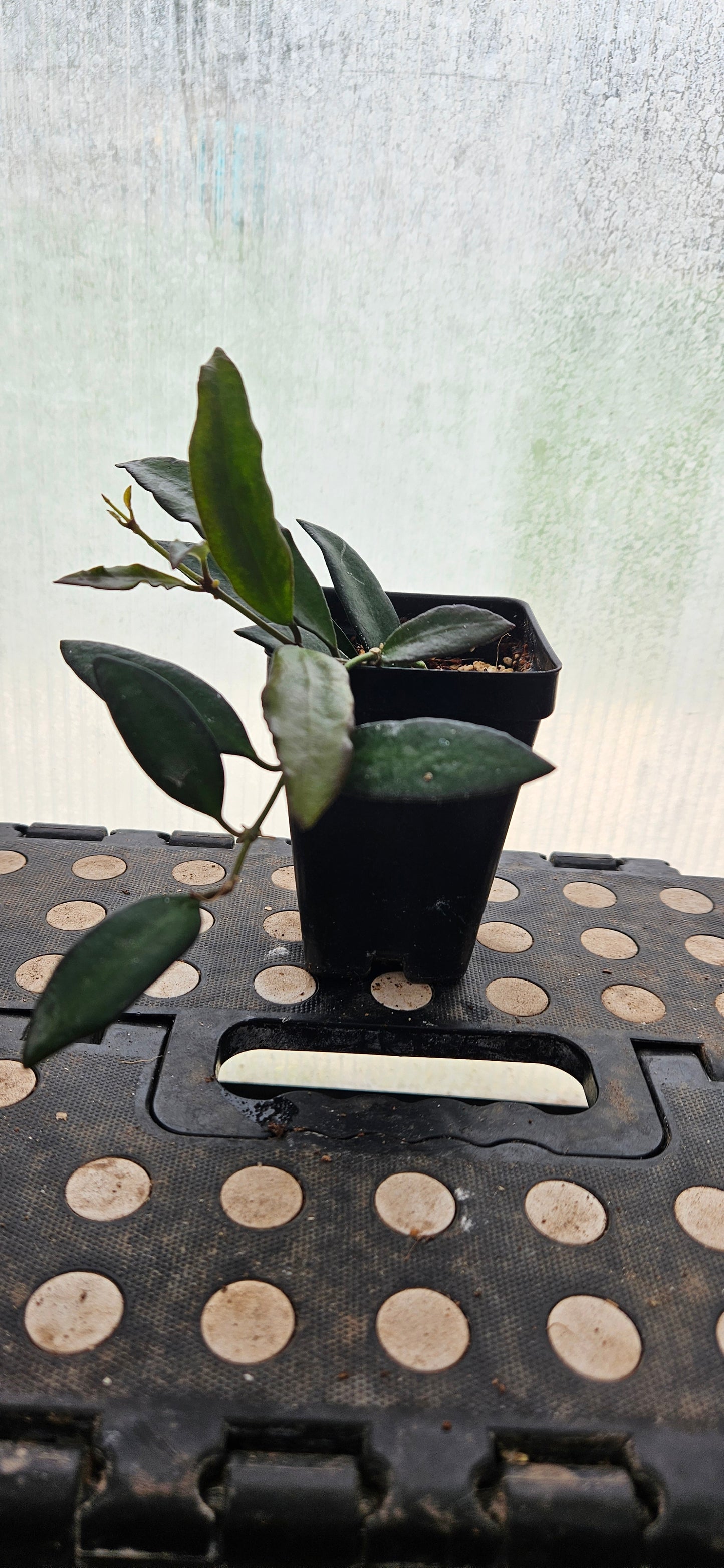 Rosavella Hoya #1
