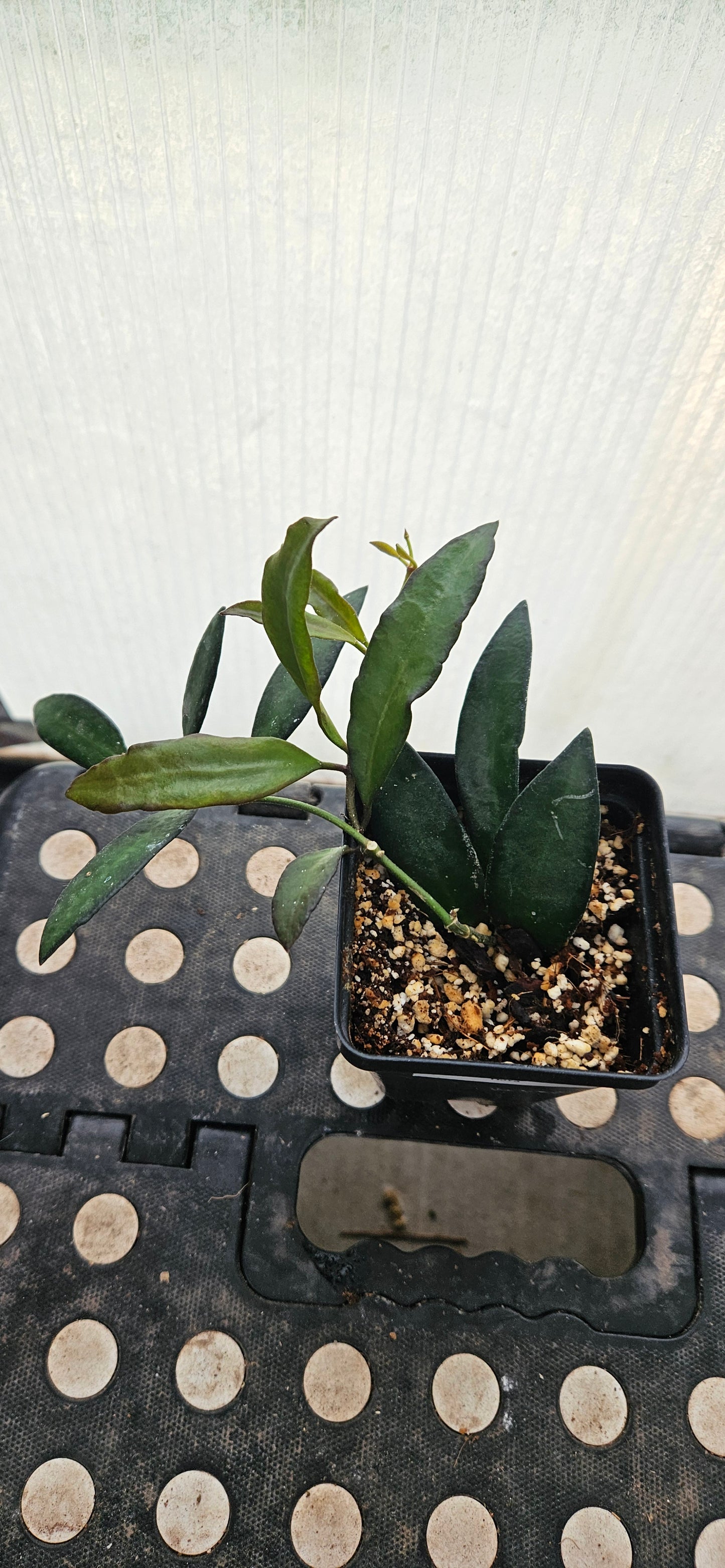 Rosavella Hoya #1