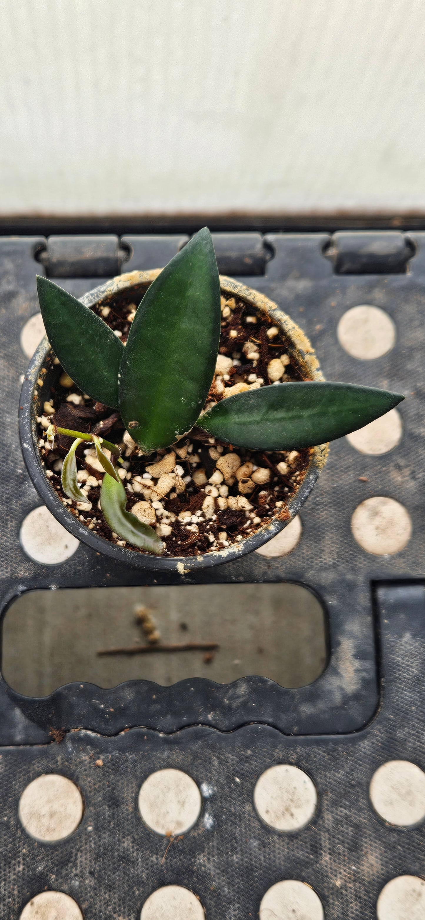 Rosavella Hoya #2
