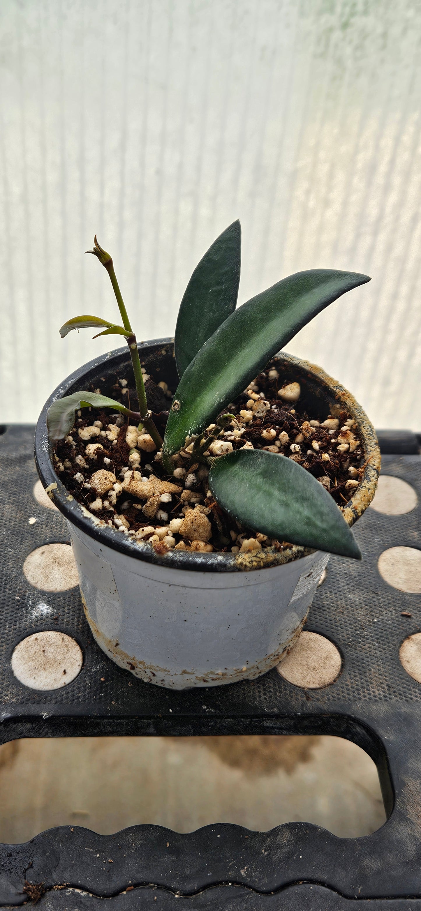 Rosavella Hoya #2