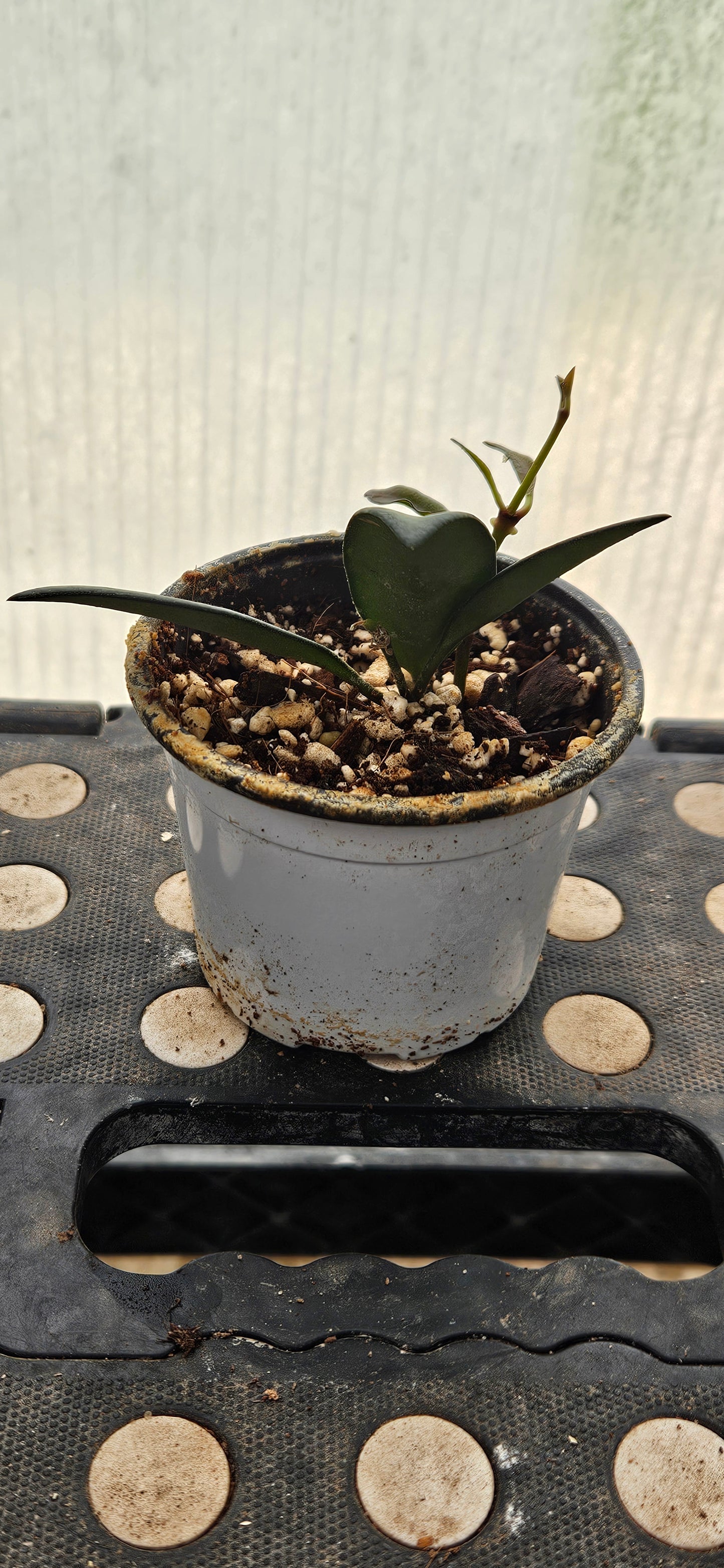 Rosavella Hoya #2