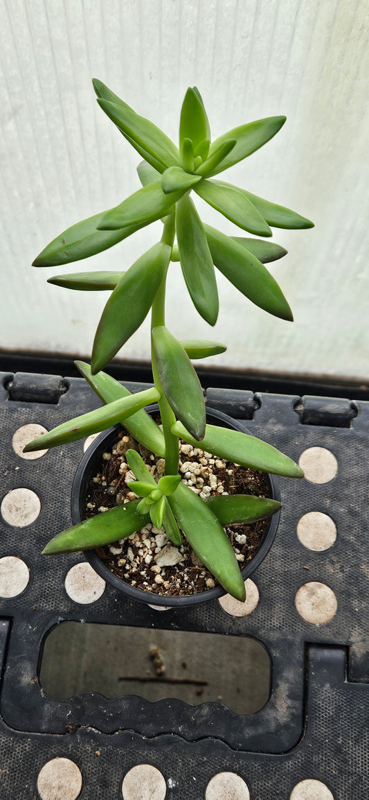 Starstep Sedum