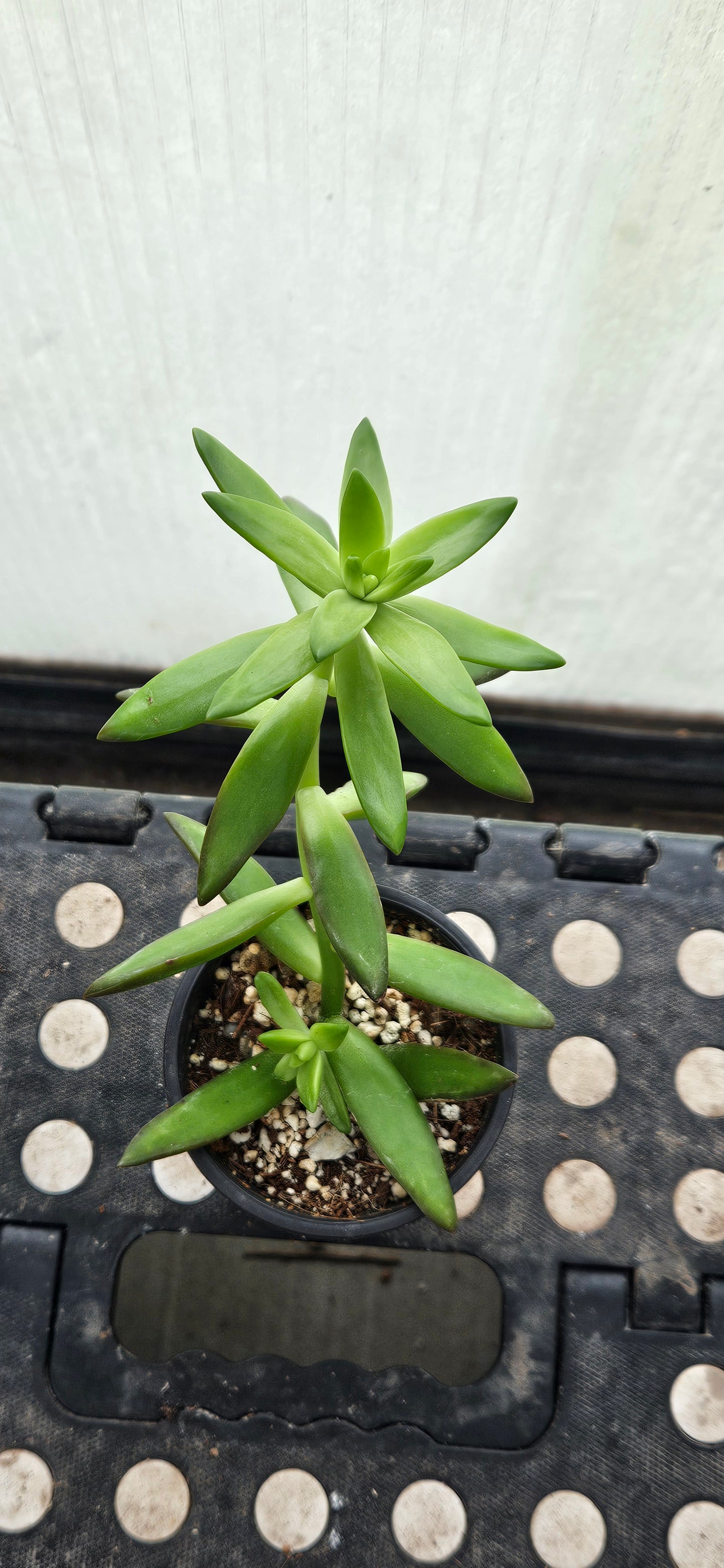 Starstep Sedum