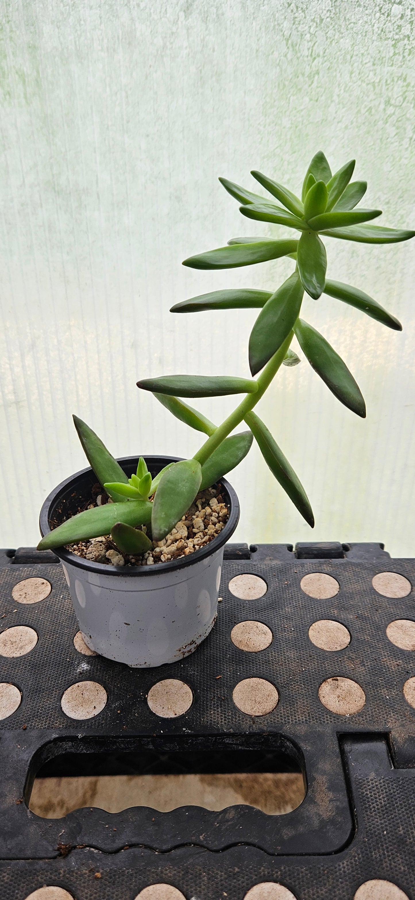 Starstep Sedum