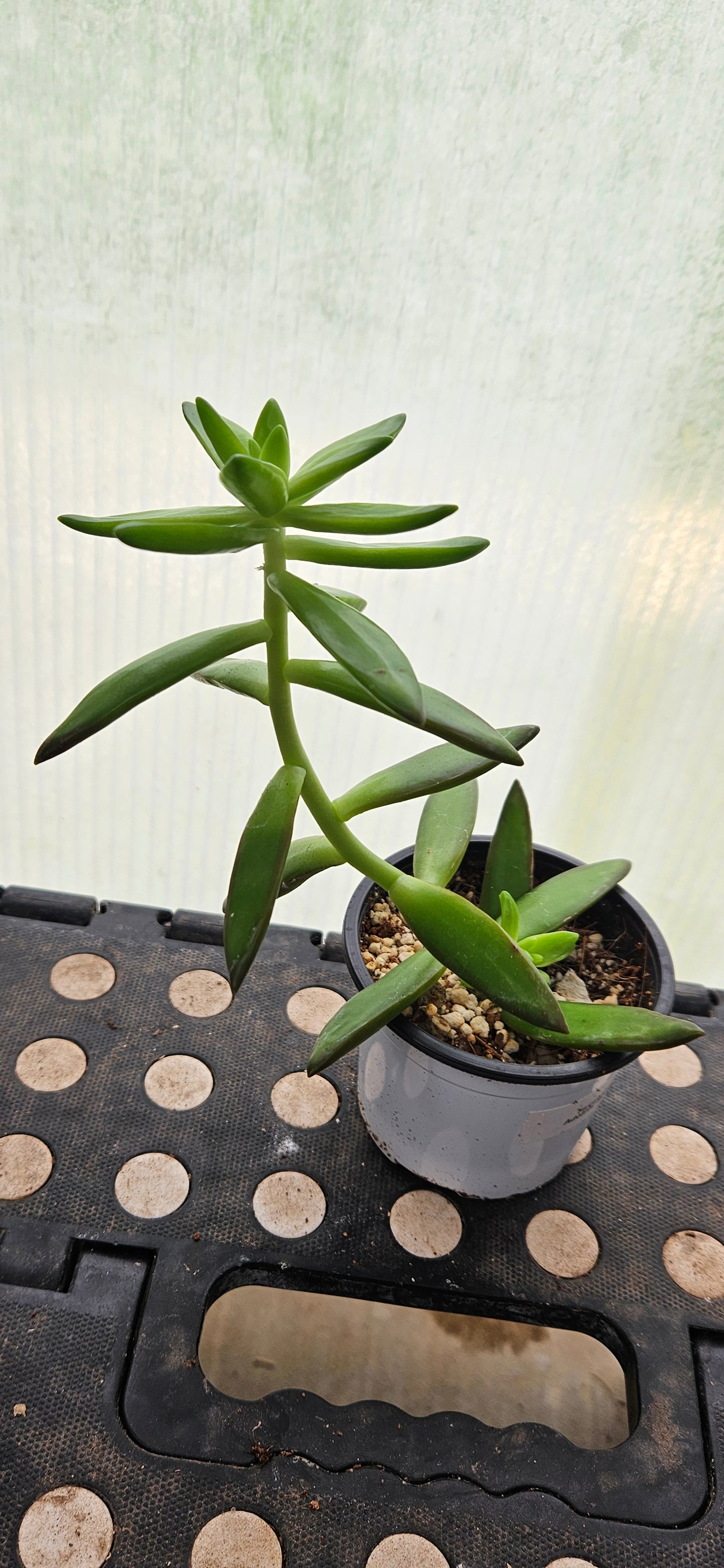 Starstep Sedum