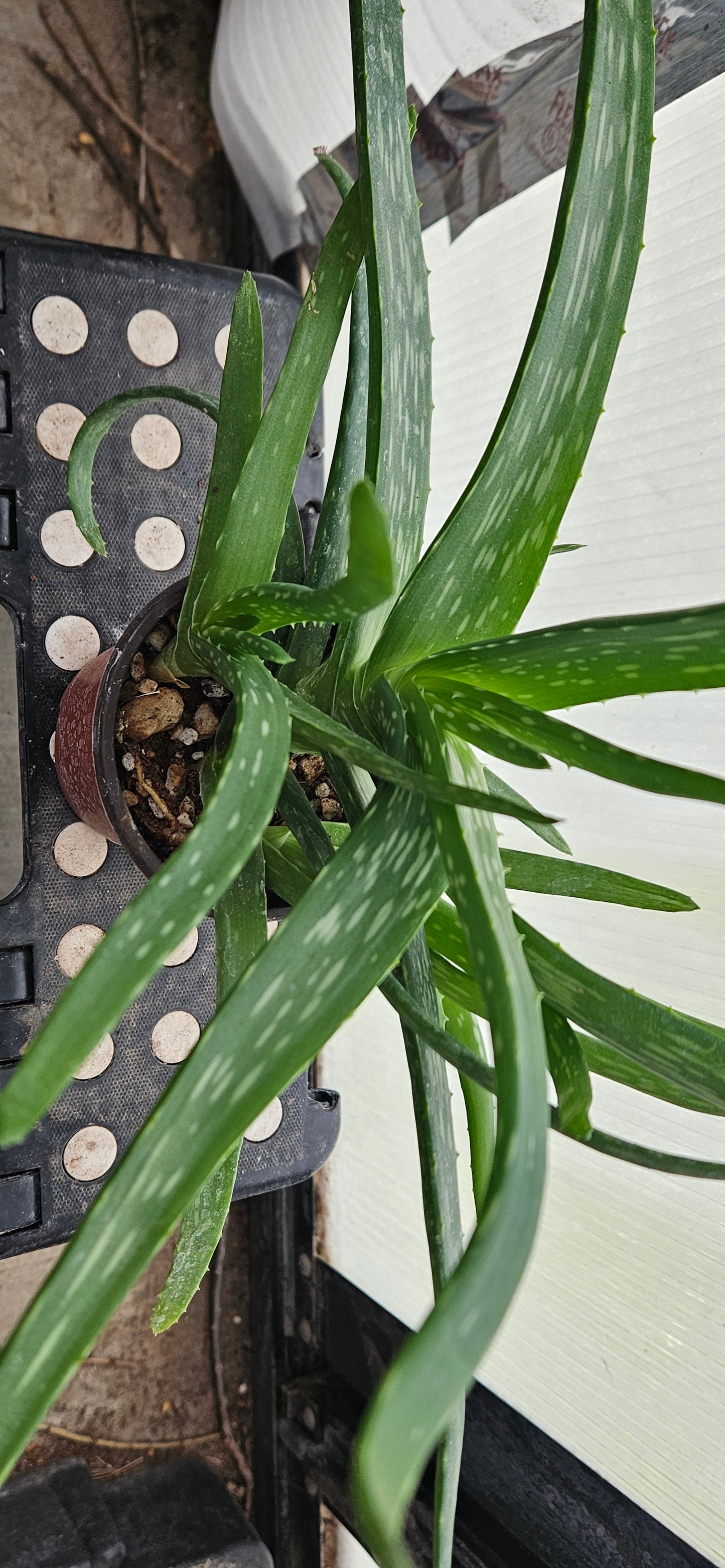 Aloe Vera #1