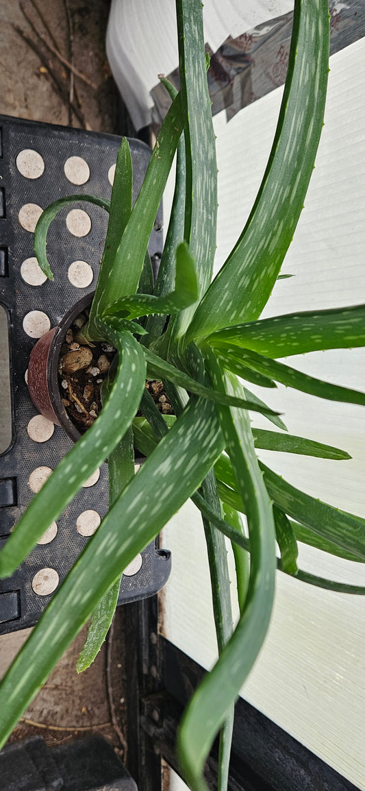 Aloe Vera #1