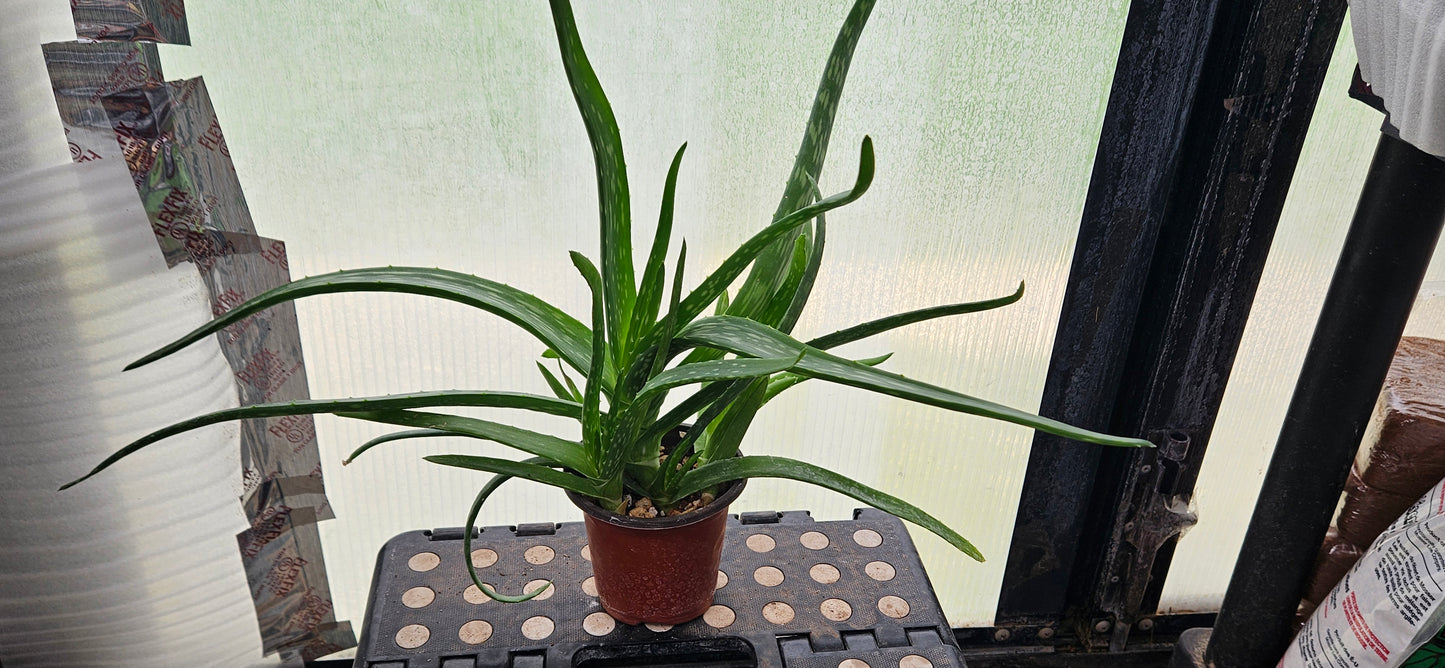 Aloe Vera #1