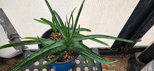 Aloe Vera #3