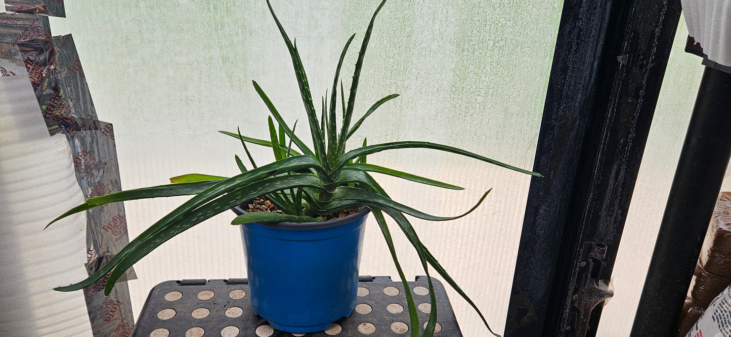 Aloe Vera #3