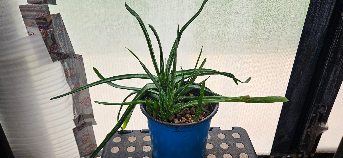 Aloe Vera #3