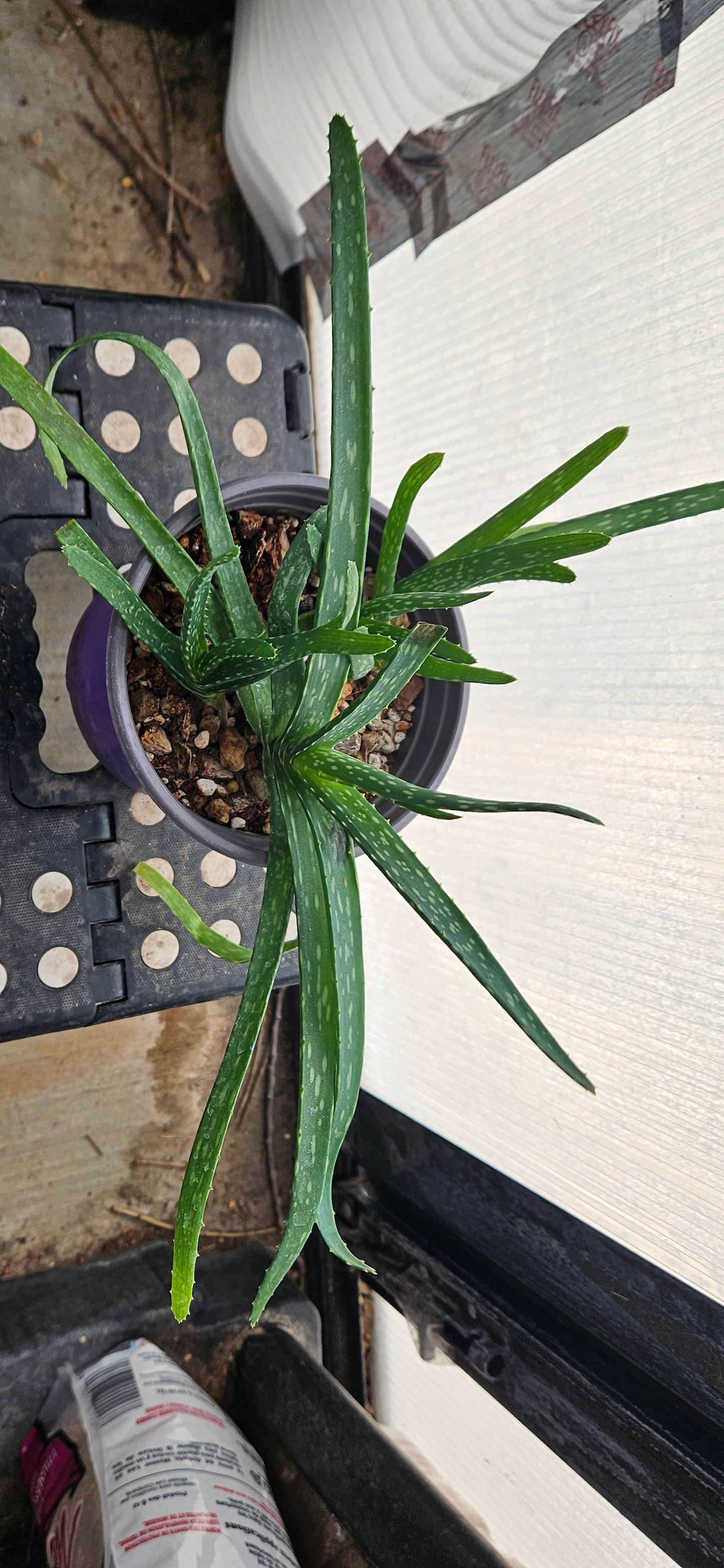 Aloe Vera #2