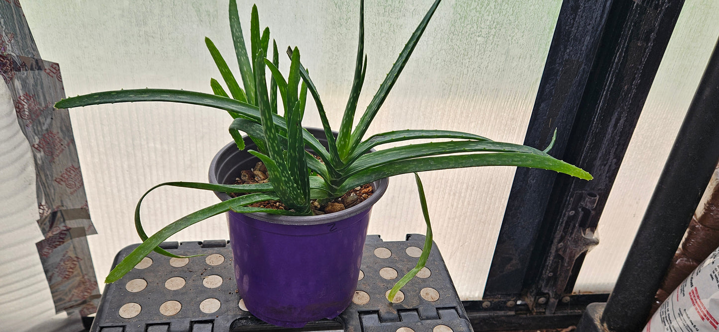 Aloe Vera #2