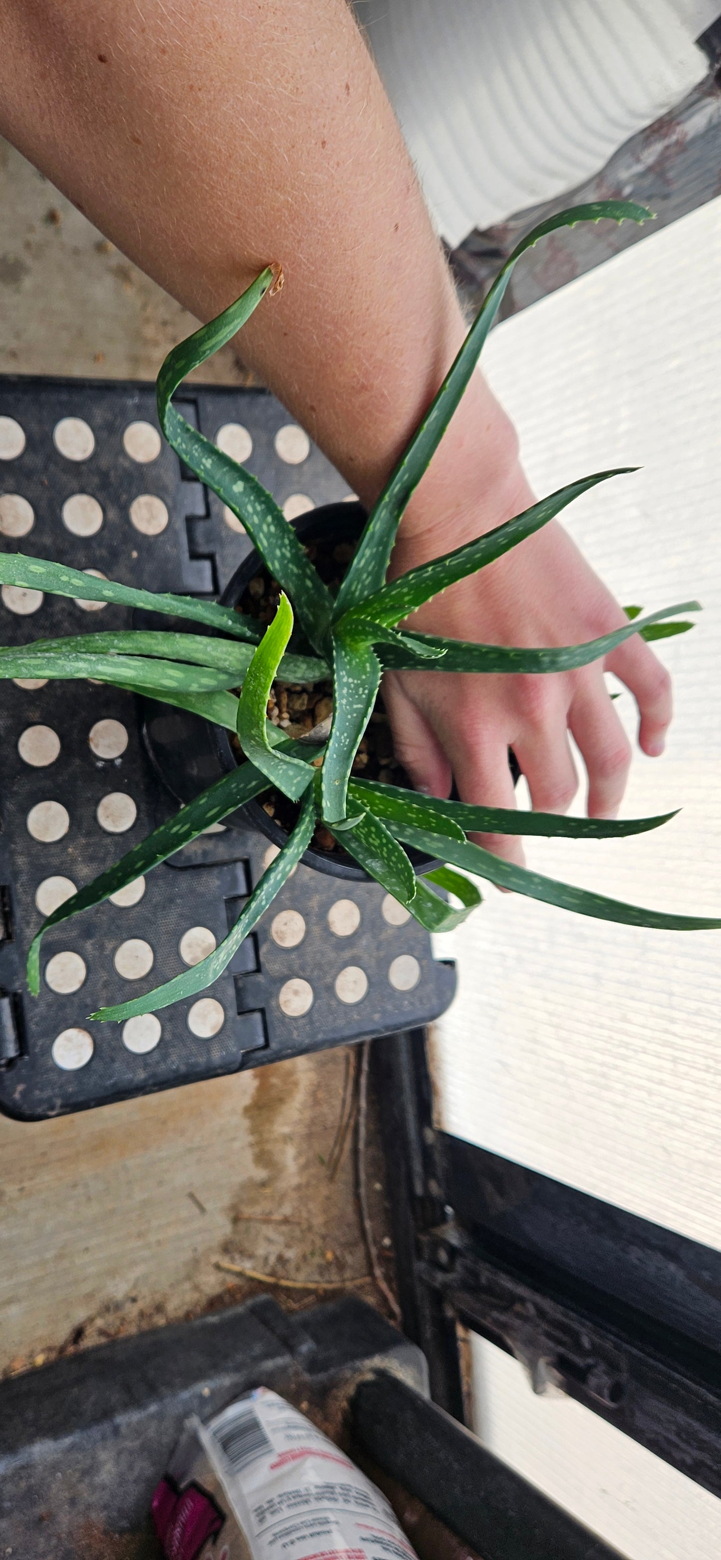 Aloe Vera #4