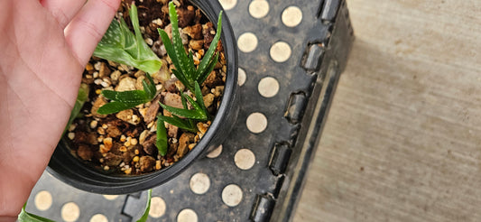 Aloe Vera Baby