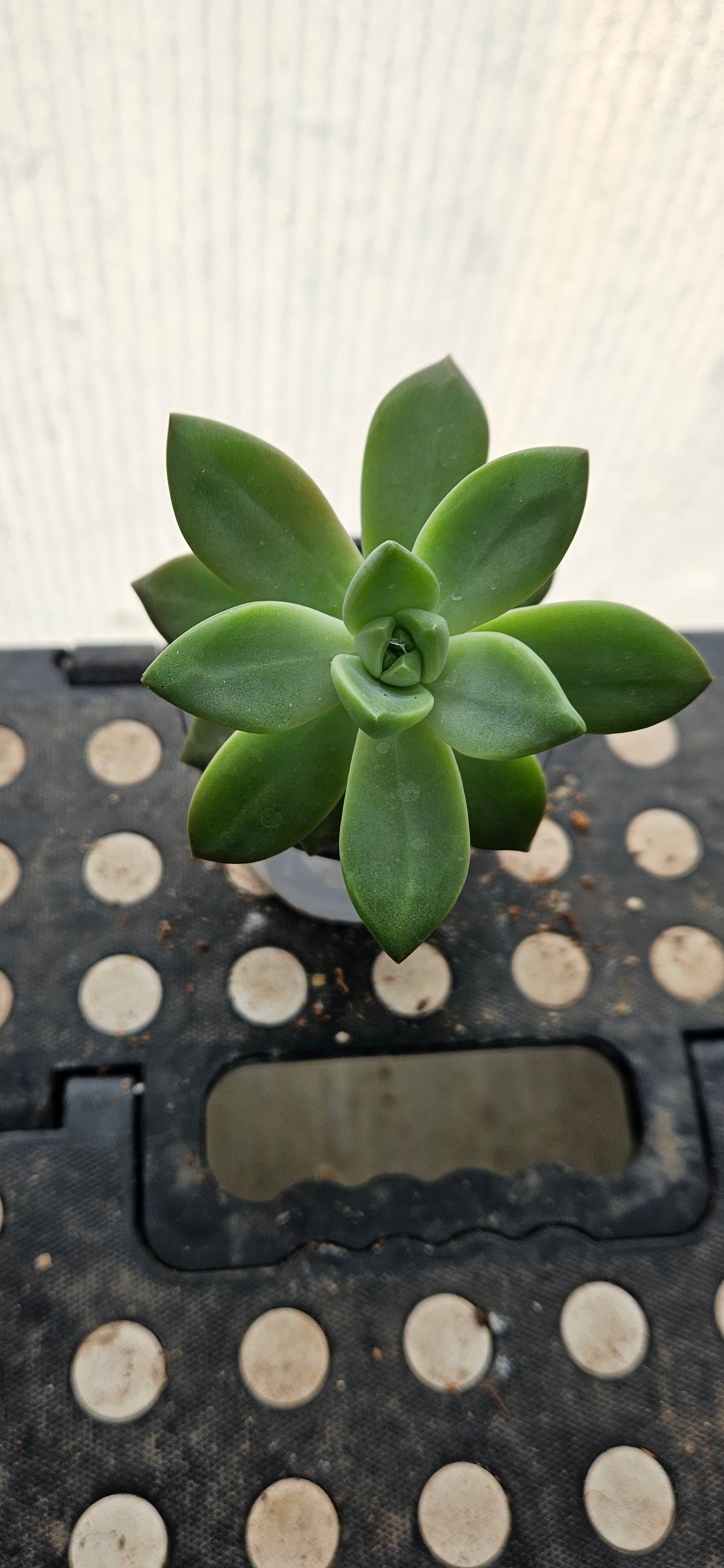 Lunaverde Graptosedum