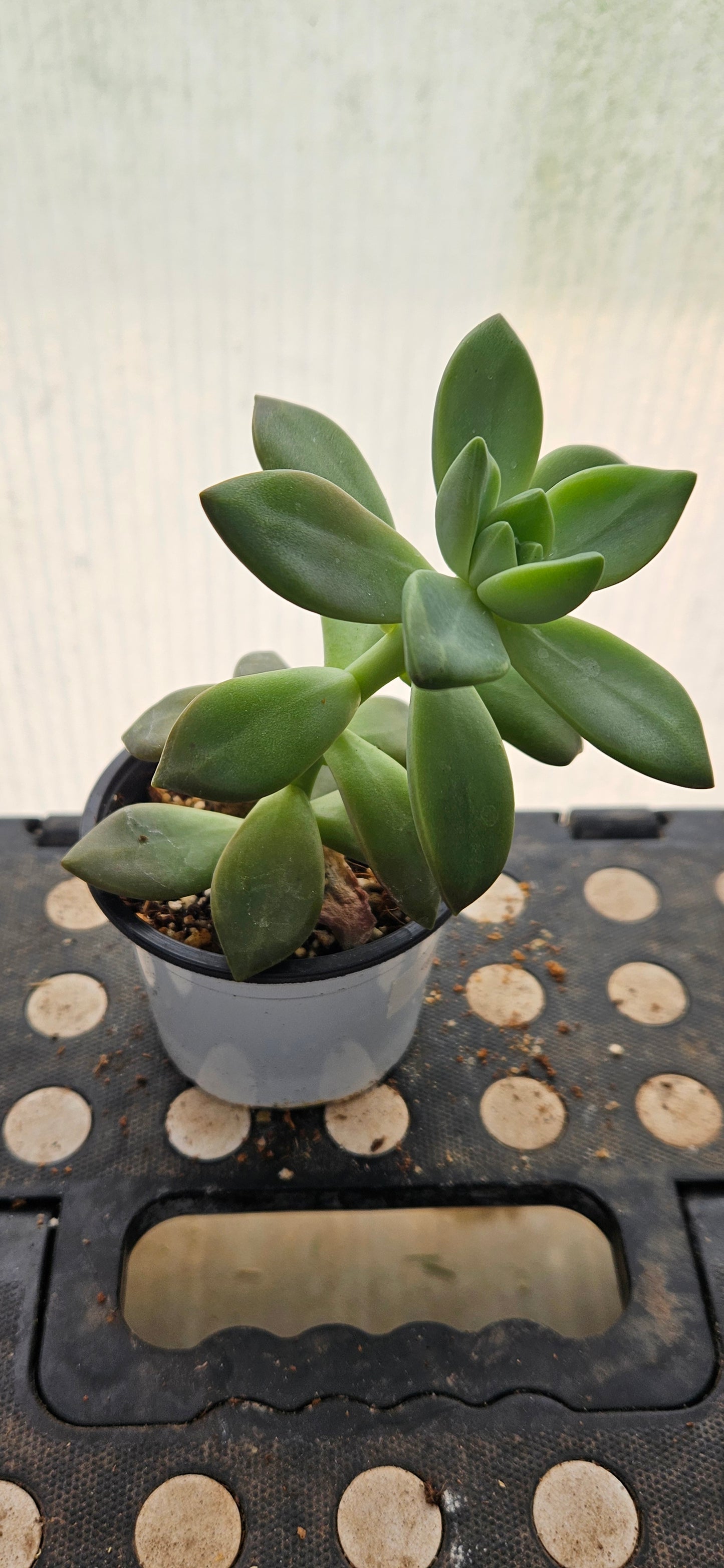 Lunaverde Graptosedum