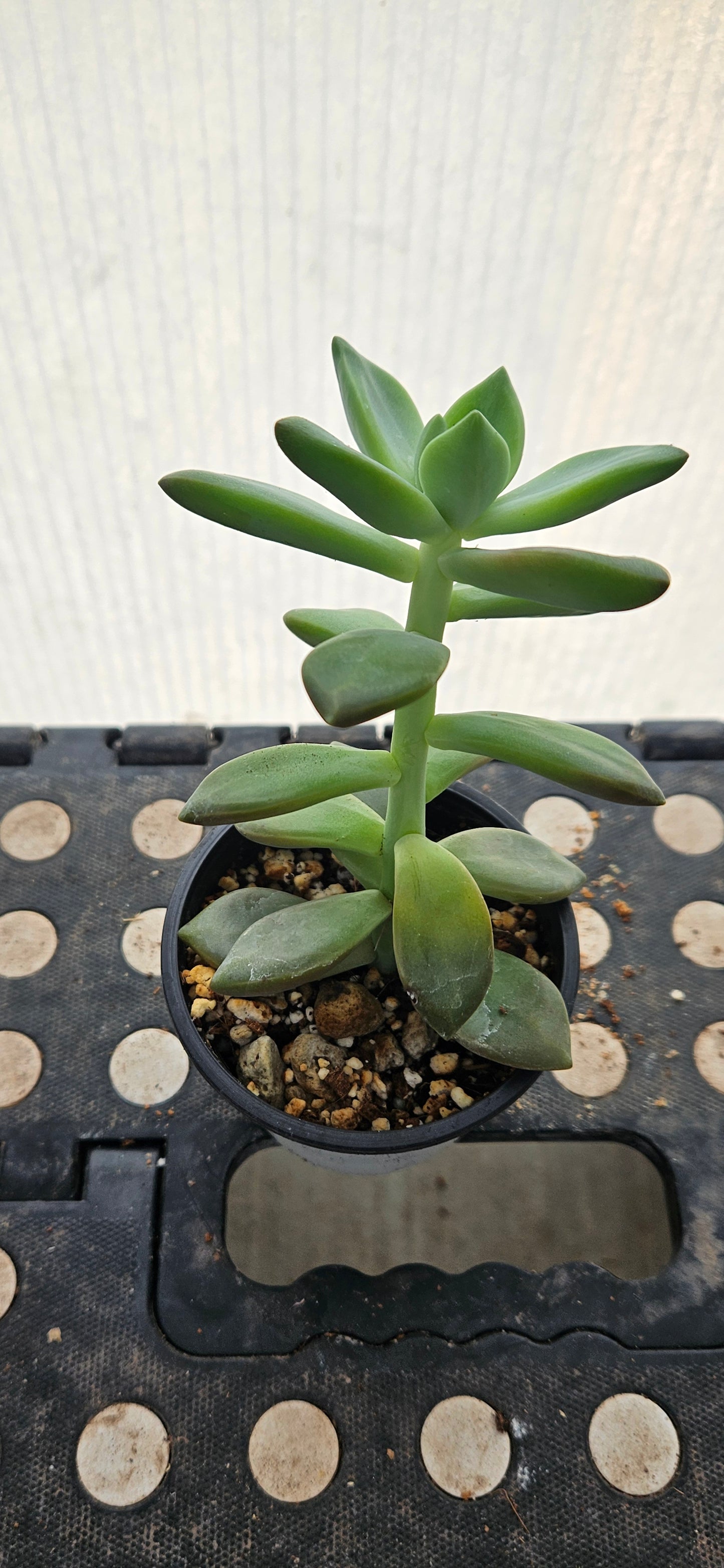 Lunaverde Graptosedum