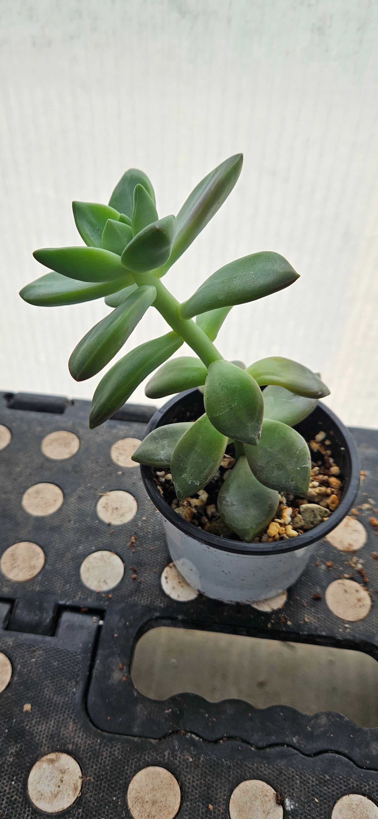Lunaverde Graptosedum