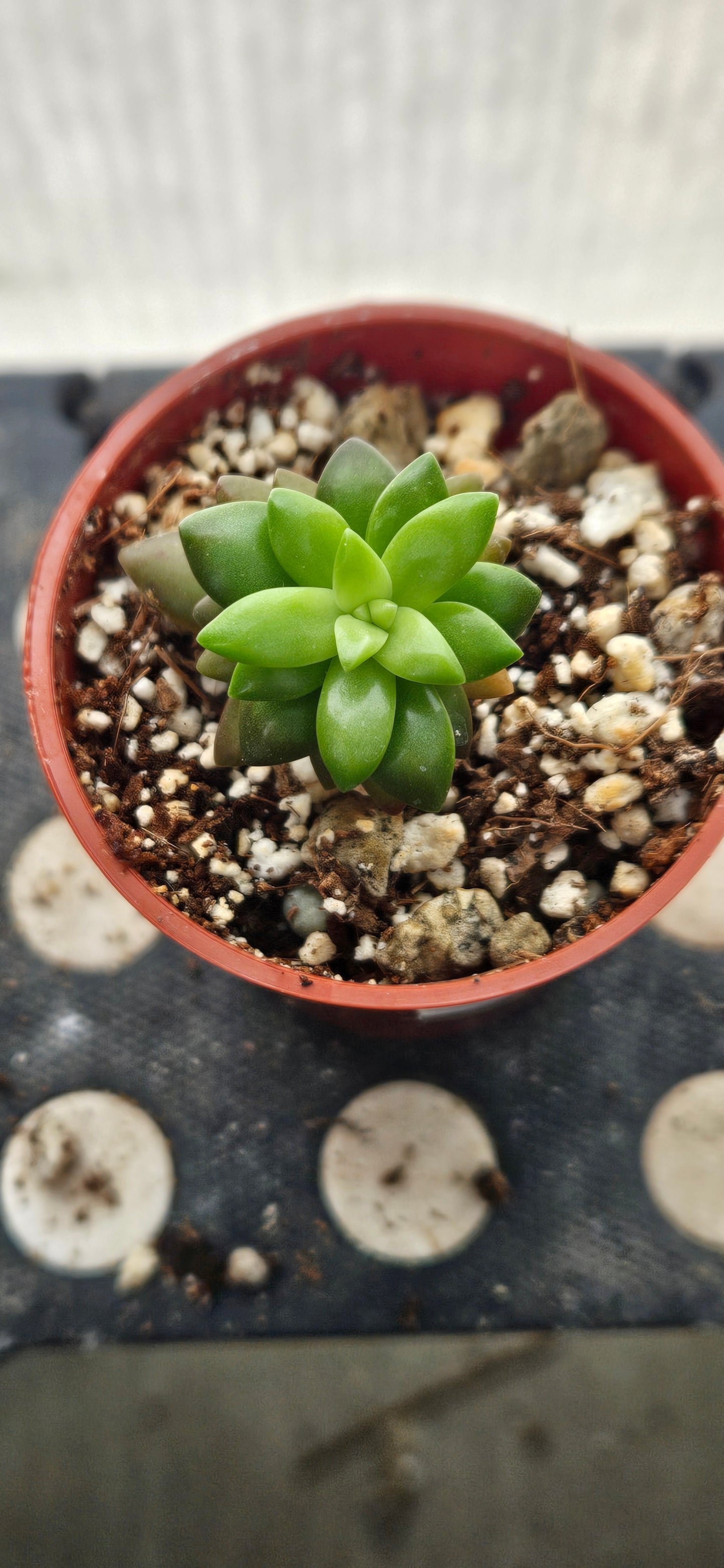 Shooting Stars Sedum #1