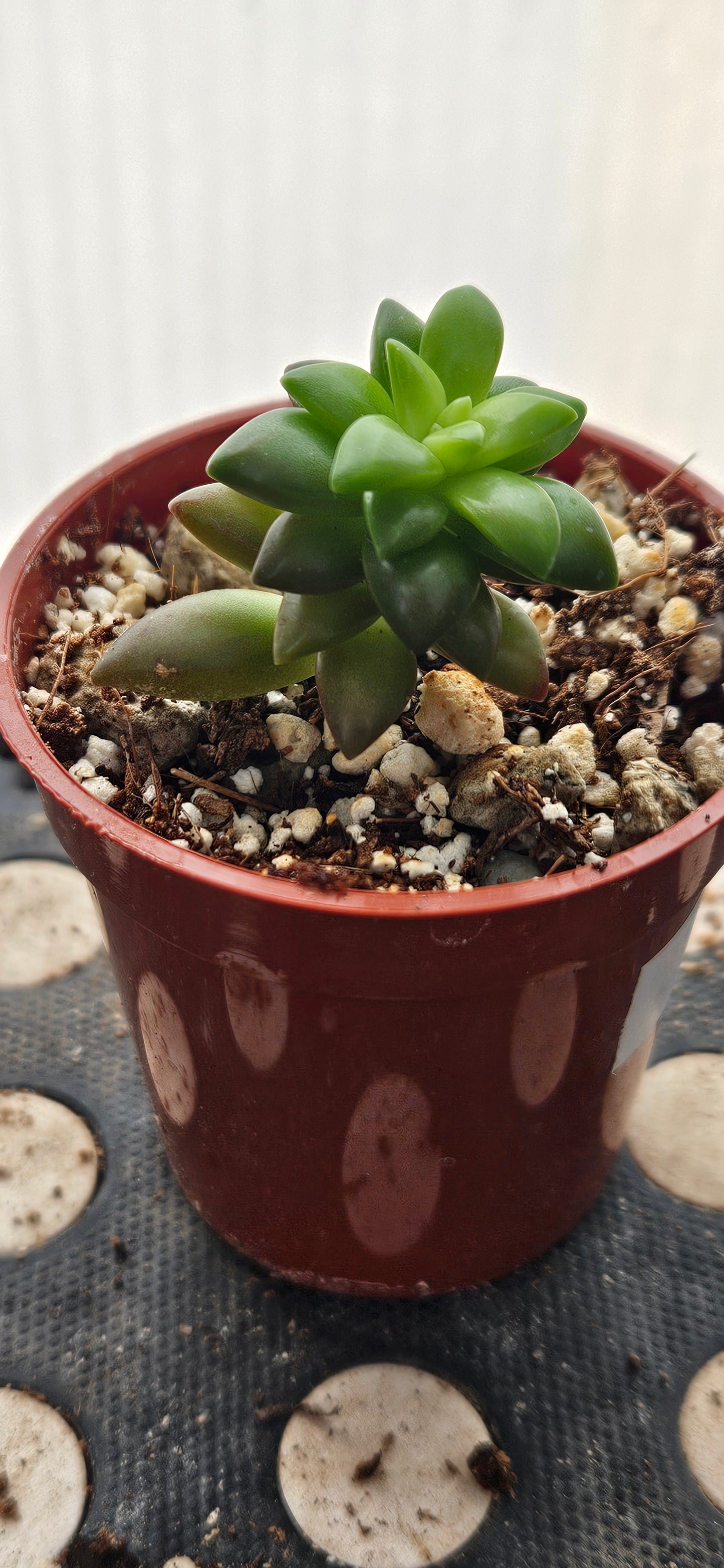 Shooting Stars Sedum #1