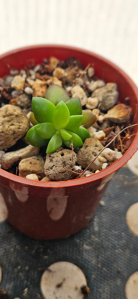 Shooting Stars Sedum #2
