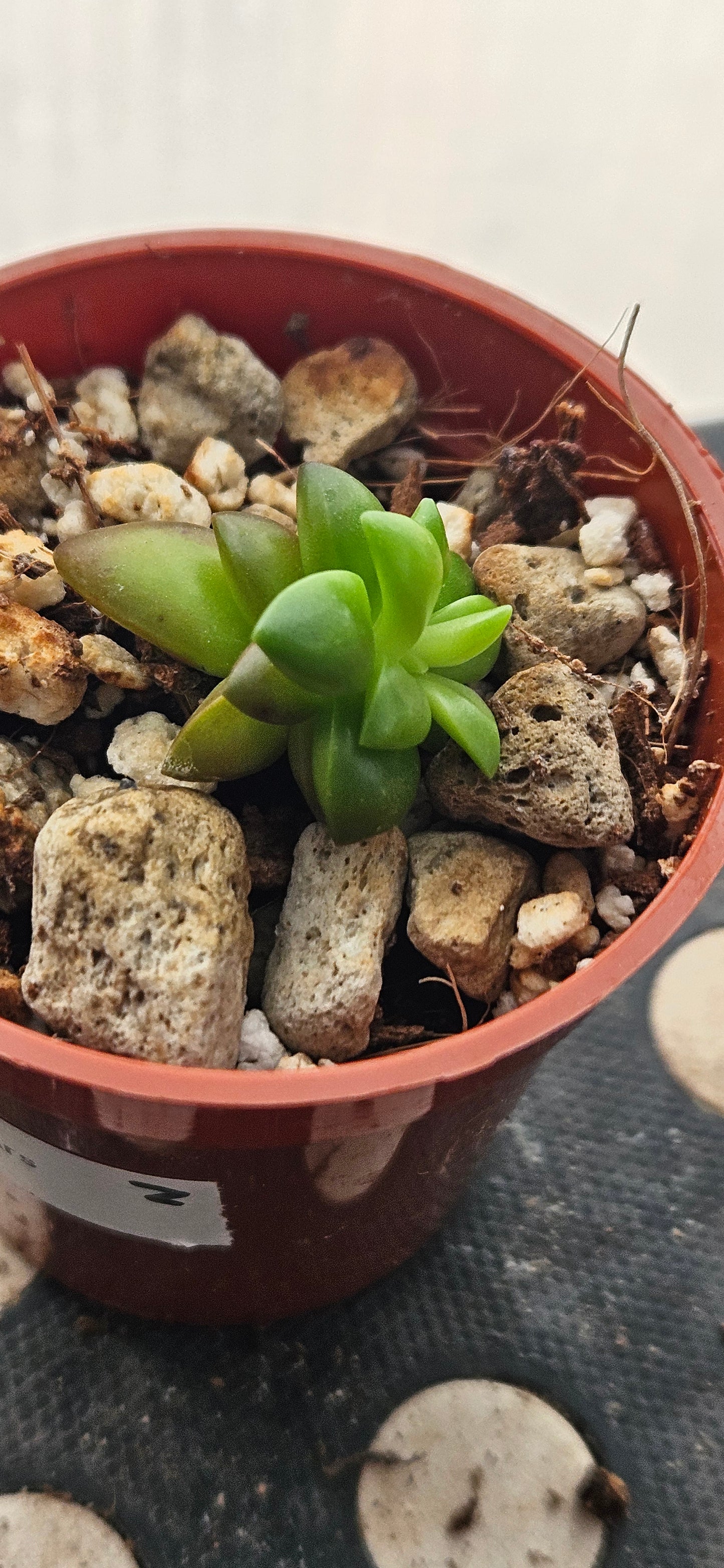 Shooting Stars Sedum #2