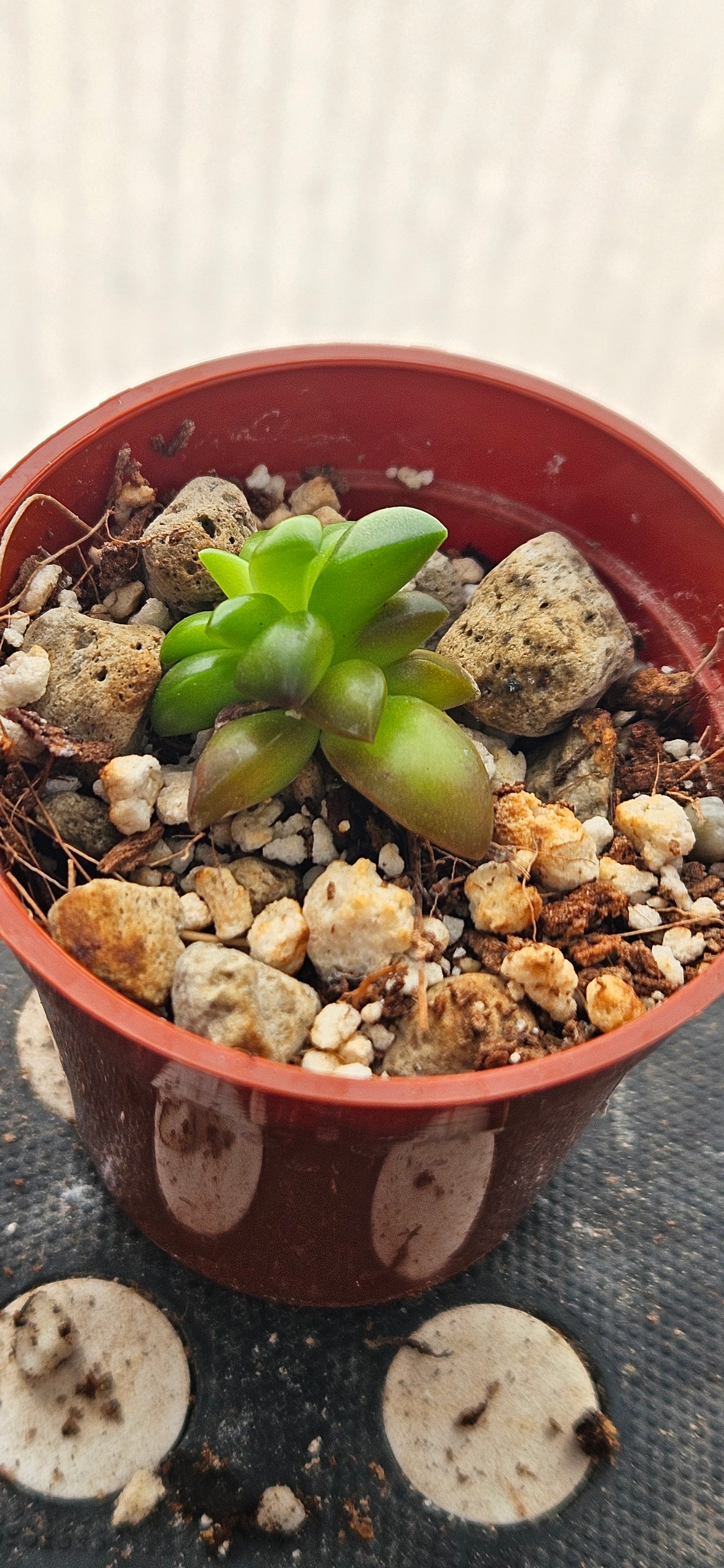 Shooting Stars Sedum #2