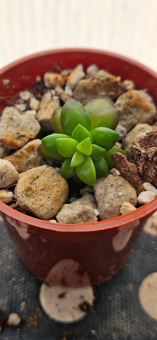 Shooting Stars Sedum #3