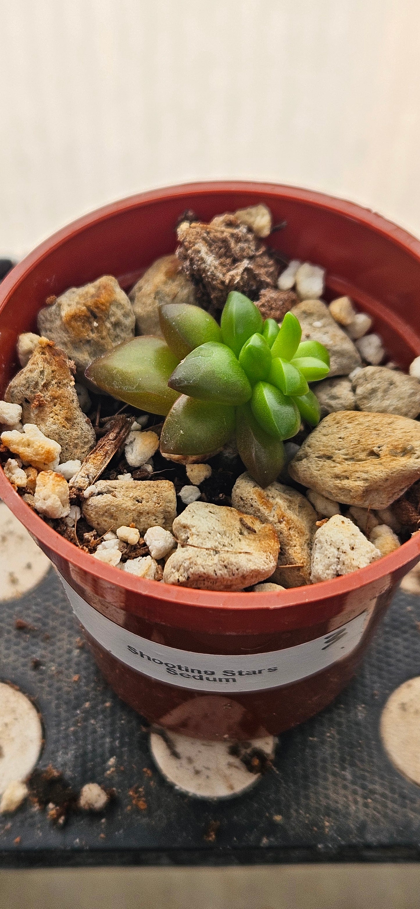 Shooting Stars Sedum #3
