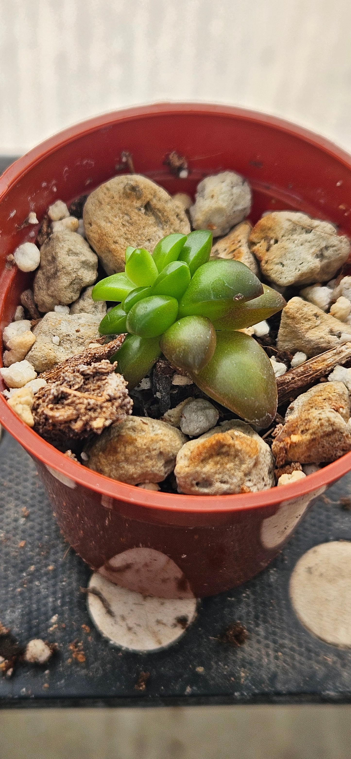 Shooting Stars Sedum #3
