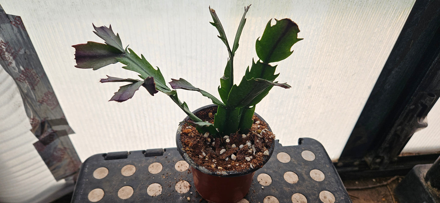 Autumn Ember Thanksgiving Cacti #3
