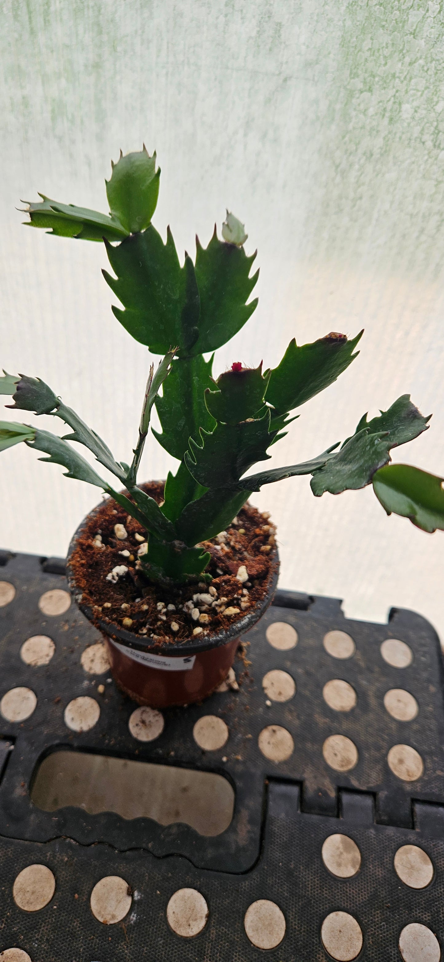 Autumn Ember Thanksgiving Cacti #3