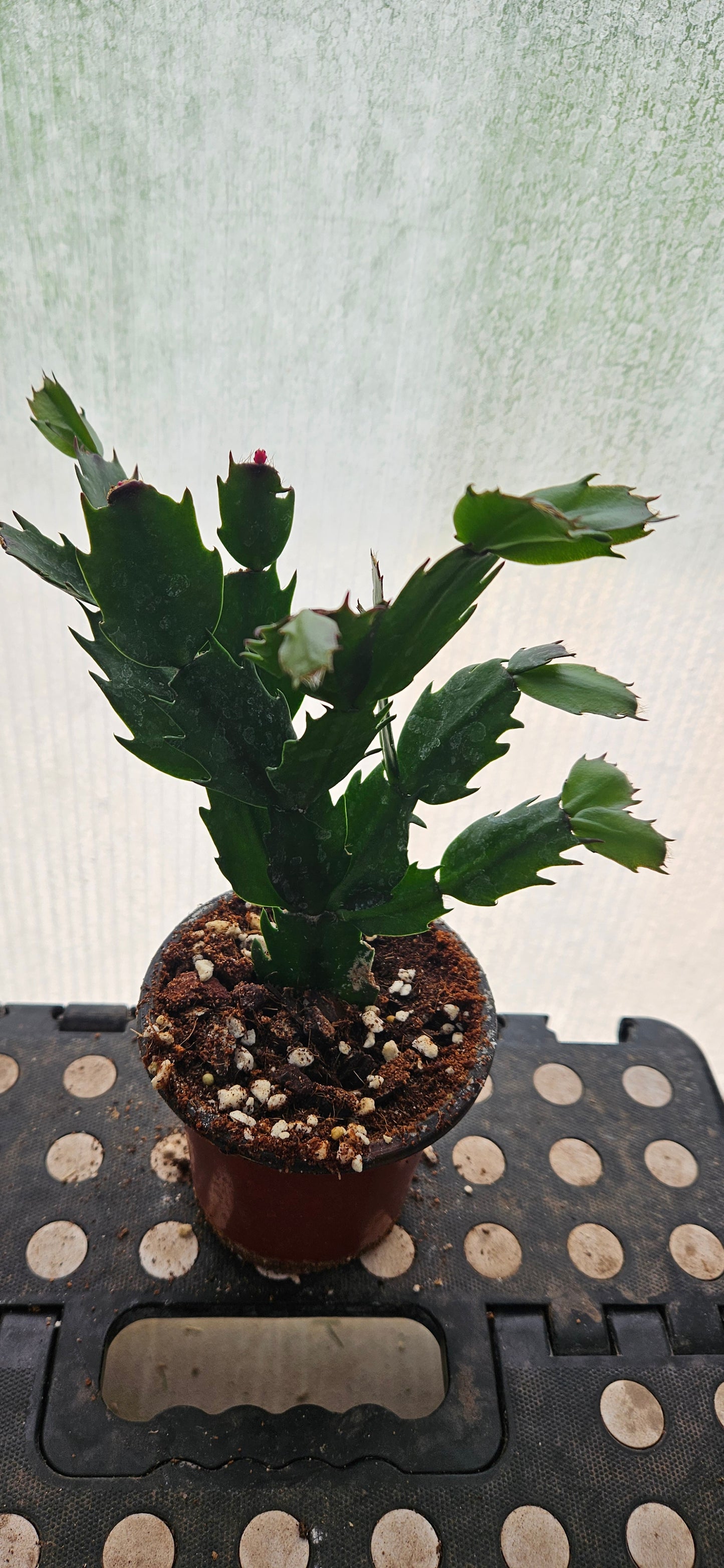 Autumn Ember Thanksgiving Cacti #3