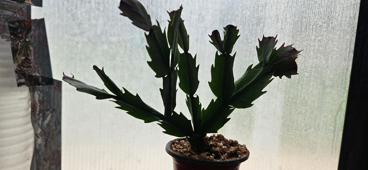 Autumn Ember Thanksgiving Cacti #3