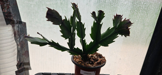 Autumn Ember Thanksgiving Cacti #5