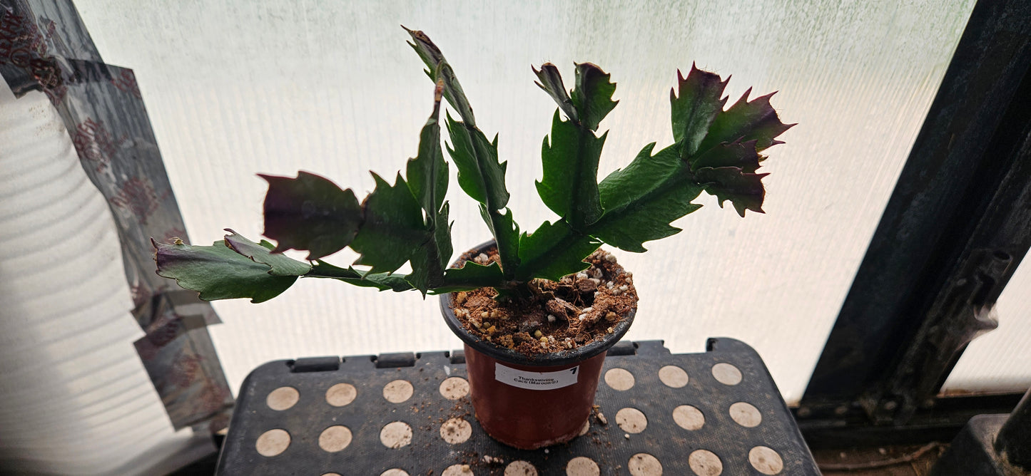 Autumn Ember Thanksgiving Cacti #5