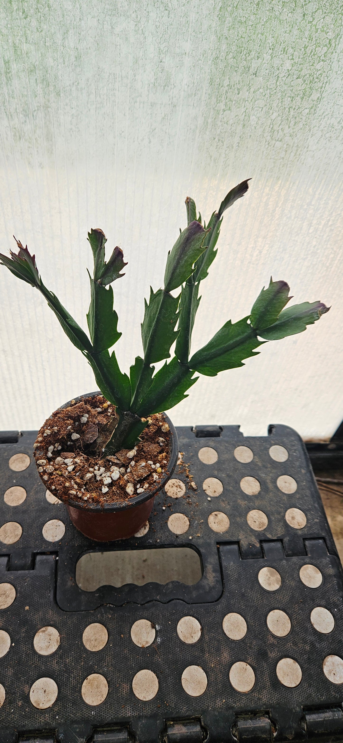 Autumn Ember Thanksgiving Cacti #5