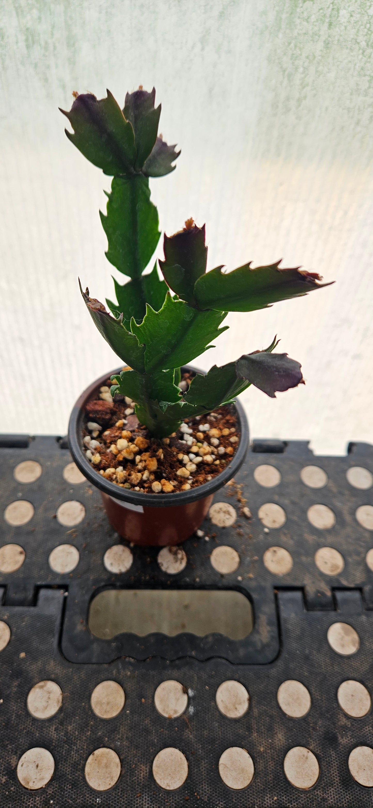 Autumn Ember Thanksgiving Cacti #8