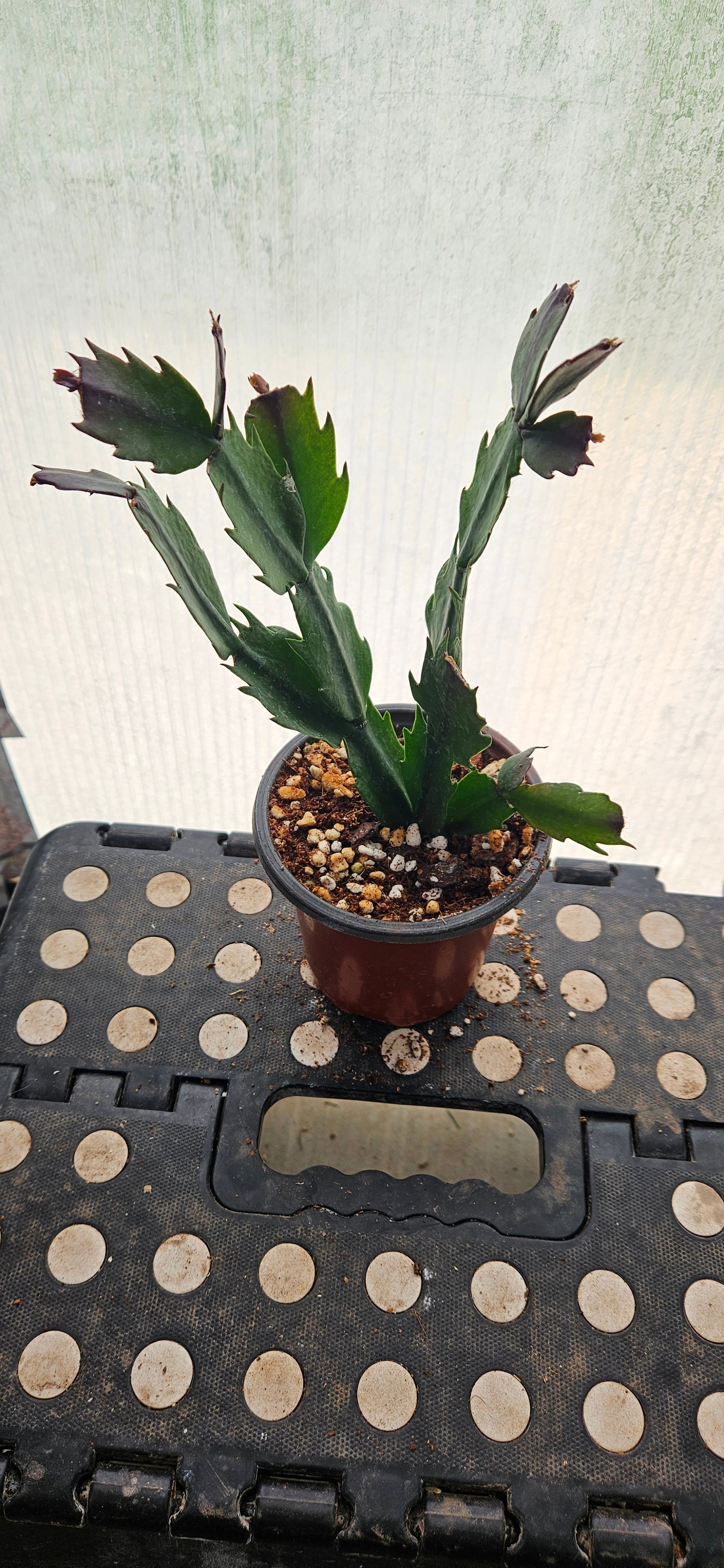 Autumn Ember Thanksgiving Cacti #8