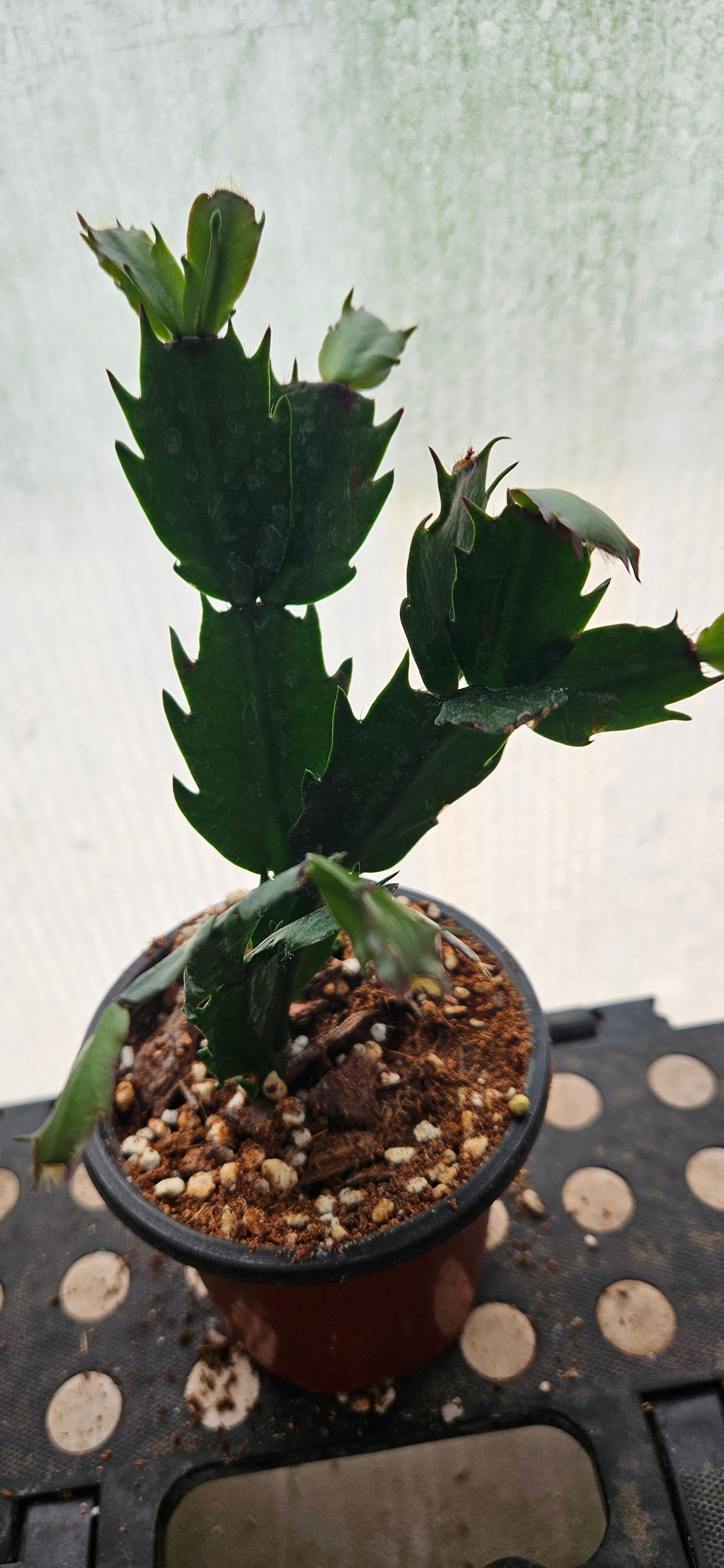 Autumn Ember Thanksgiving Cacti #2