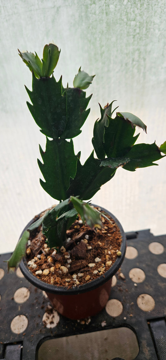 Autumn Ember Thanksgiving Cacti #2