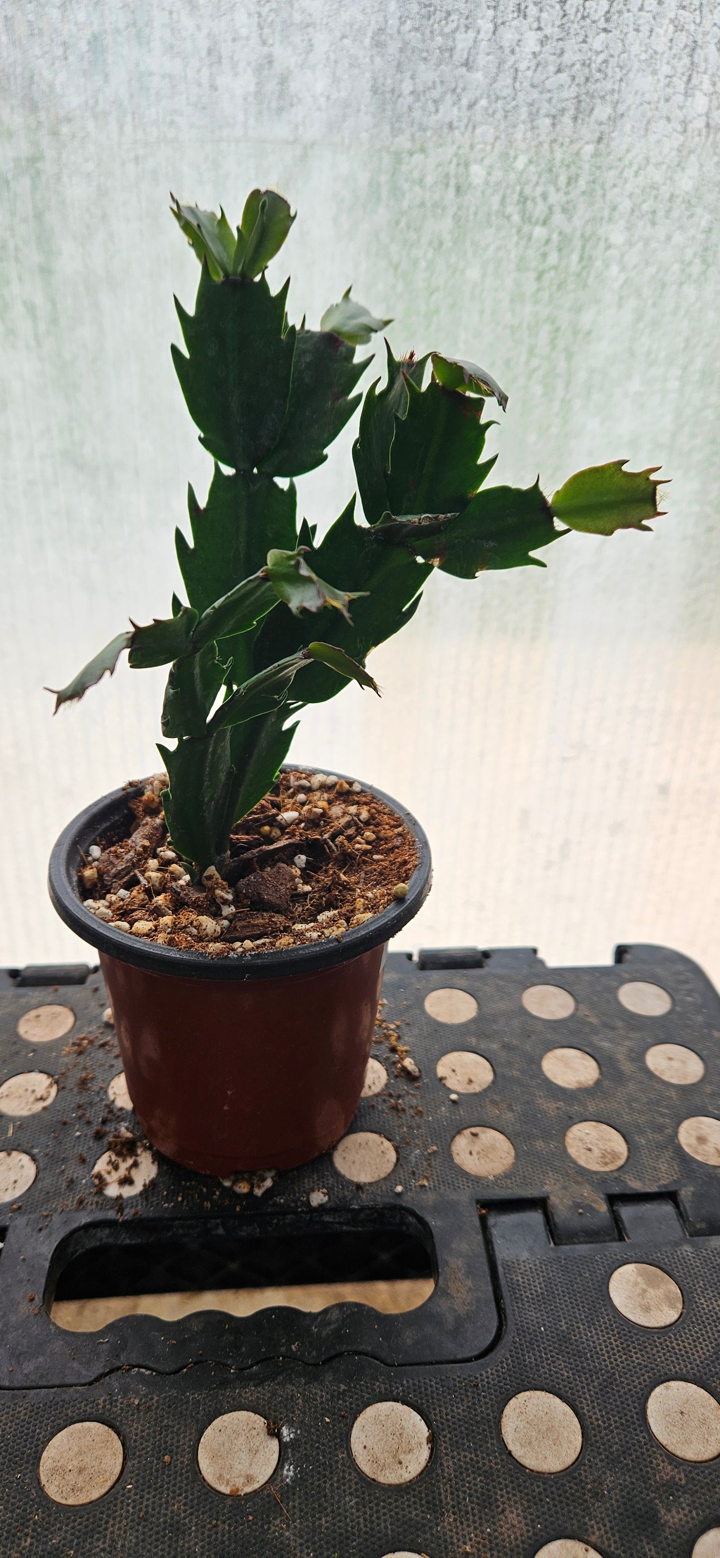 Autumn Ember Thanksgiving Cacti #2