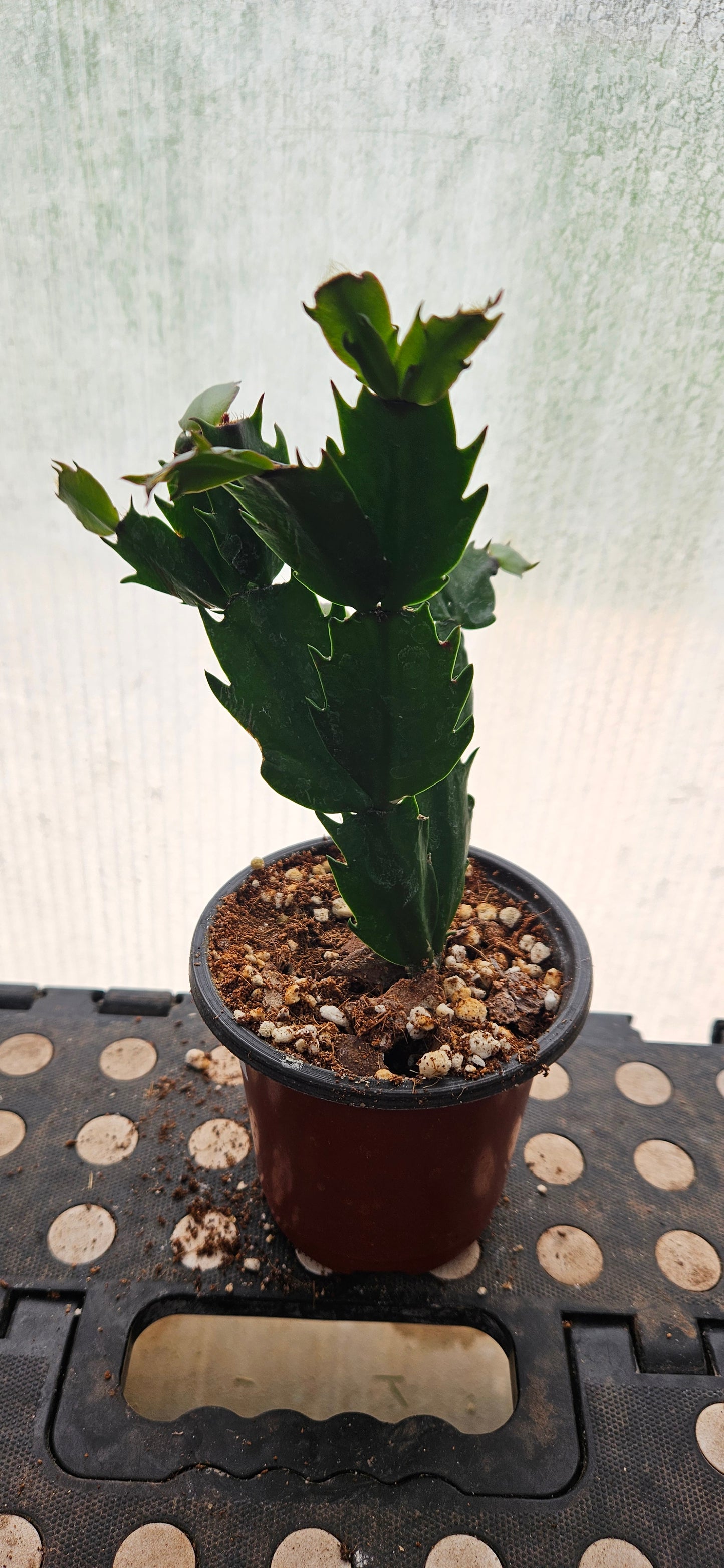 Autumn Ember Thanksgiving Cacti #2