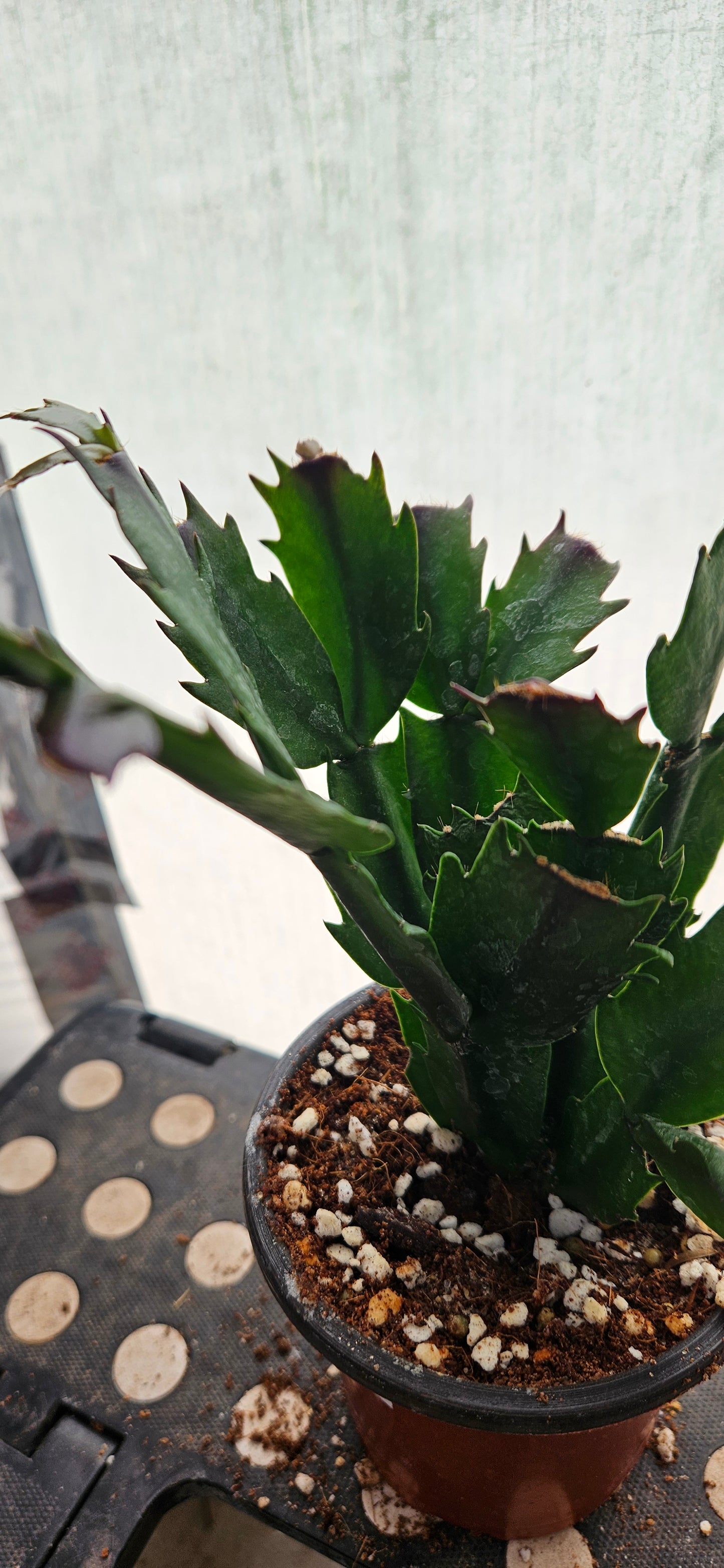 Autumn Ember Thanksgiving Cacti #2