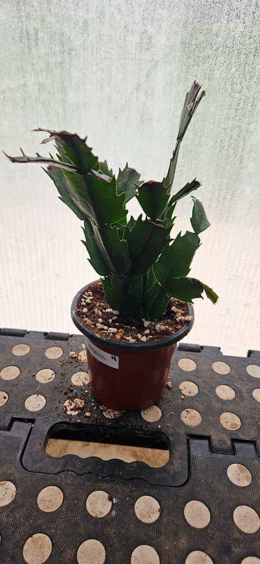 Autumn Ember Thanksgiving Cacti #4