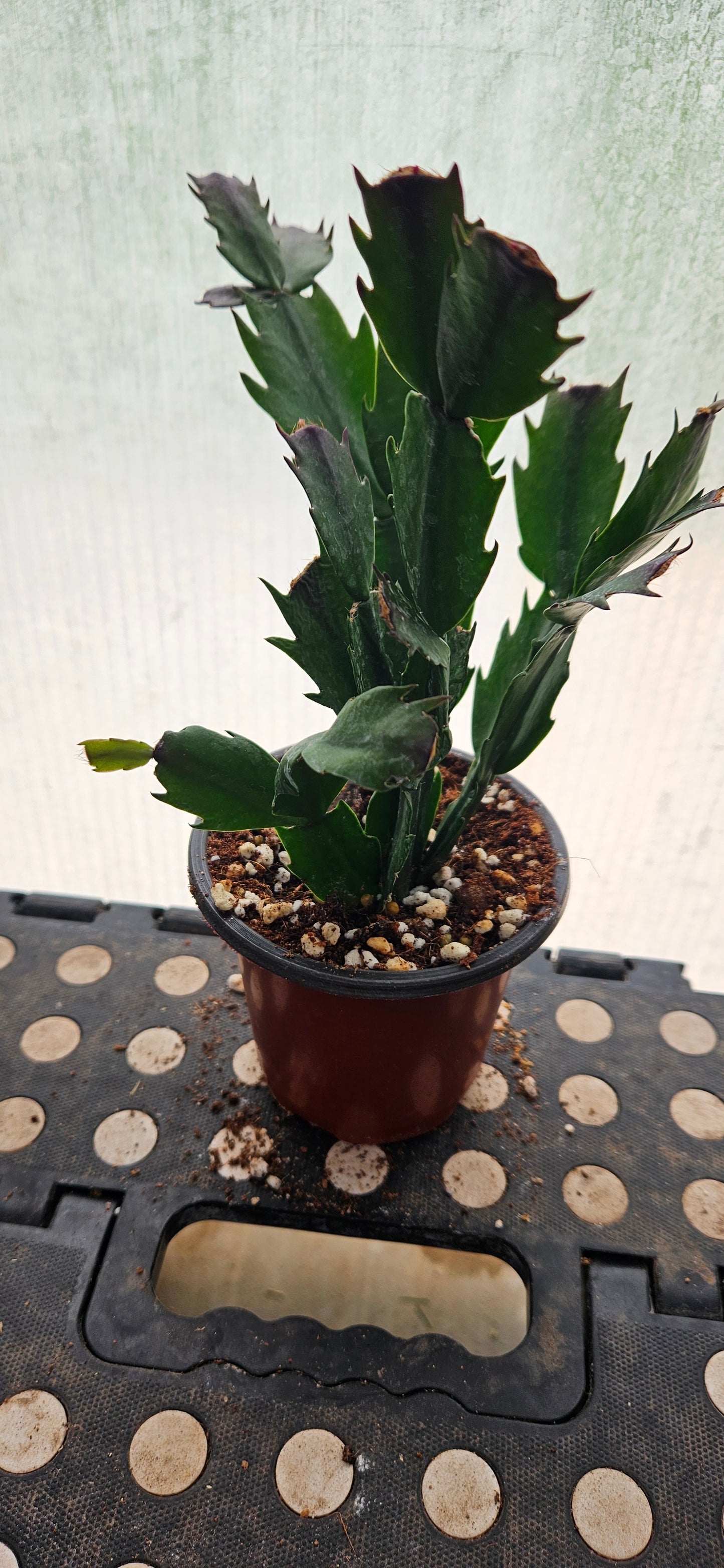 Autumn Ember Thanksgiving Cacti #4