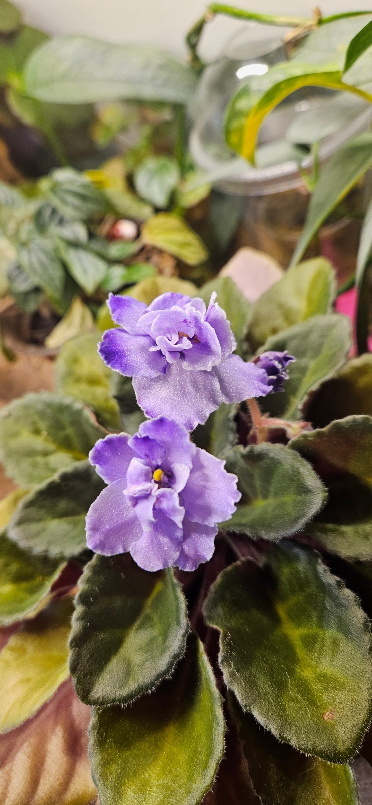 Purple Rebel African Violet