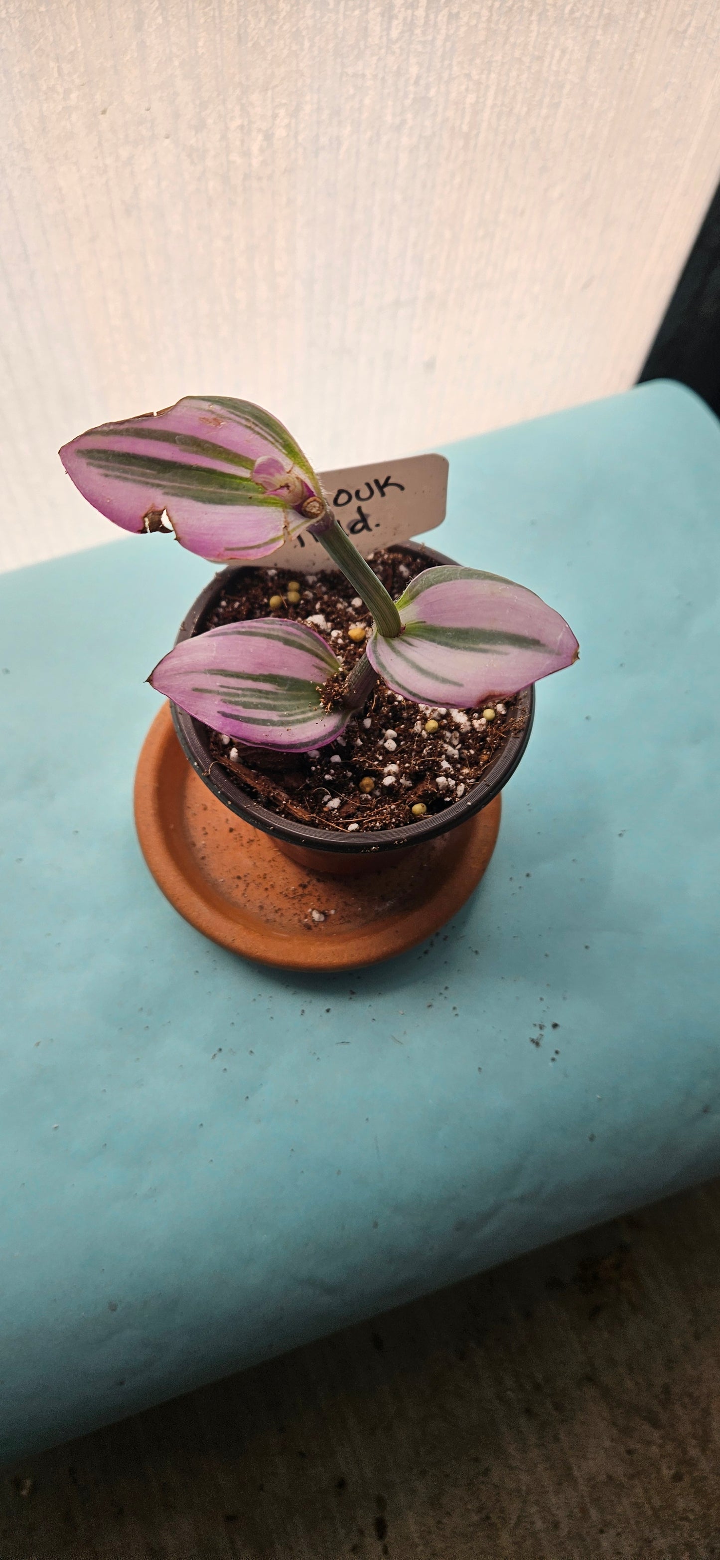 Nanouk Tradescantia #5