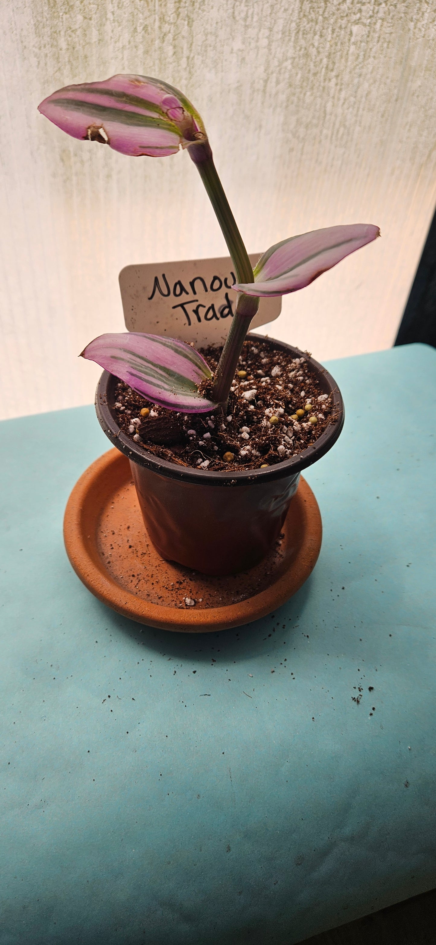 Nanouk Tradescantia #5